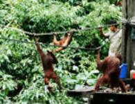 マレーシア留学 malaysia17